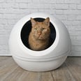 21 Self-Cleaning Cat Litter Boxes, From Semi-Automatic to Touch-Free