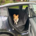 This Dog Car Seat Has Been a Worthwhile Investment — and It's on Sale