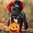 From Pumpkins to Pirates, Shop the 22 Cutest Pet Halloween Costumes at Petco