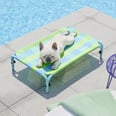 9 Elevated Dog Beds to Help Your Pup Beat the Summer Heat